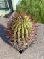 Preview: Denmoza rhodacantha